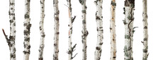 Birch Trunks Isolated On White Background