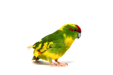 Canvas Print - Red-fronted Kakariki parakeet on white