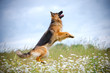 german shepherd dog jumps up