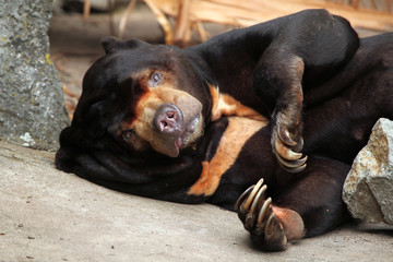 Wall Mural - Malayan sun bear (Helarctos malayanus).