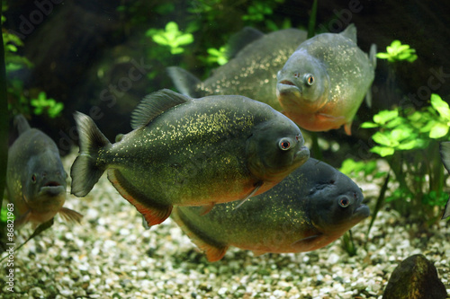 Fotografie, Obraz Red-bellied piranha (Pygocentrus nattereri)