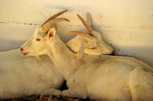Love Goats