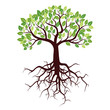 Tree with Roots and Leafs. Vector image.