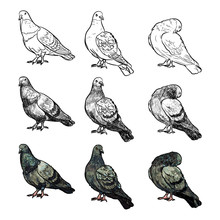 Set Of Pigeons In Three Pose And Styles