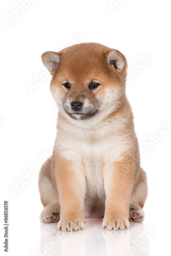 Red Shiba Inu Puppy Portrait On White Buy This Stock Photo