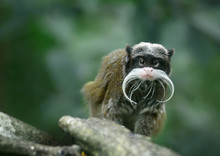 Emperor Tamarin Monkey With Funny Mustache