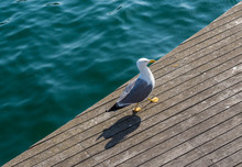 Seagull At Rambla De Mar Bridge In Barcelona Port, Spain