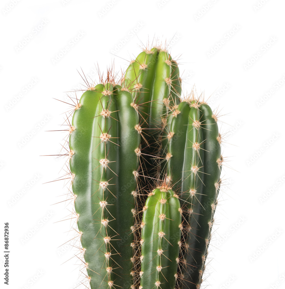 cactus isolated on white - obrazy, fototapety, plakaty 