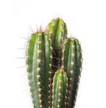 Cactus Isolated On White