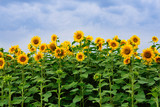 Sunflower field
