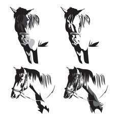 Wall Mural - horse