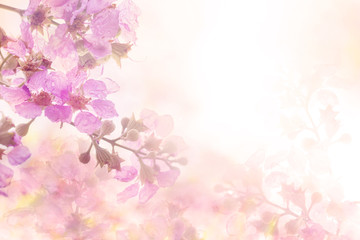 soft sweet pink flower background from Plumeria frangipani flowers