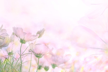  soft focus of cosmos flowers