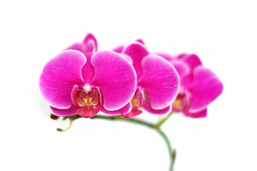 Wall Mural - beautiful orchid flower on white background