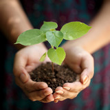Hands holding young plant