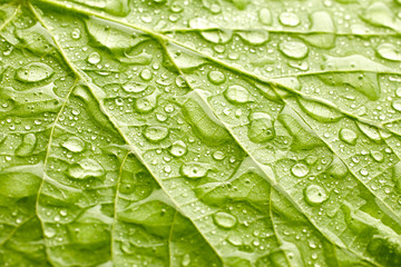 Sticker - Green leaf with drops of water