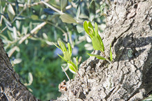 Olive Tree Bark With Sprout