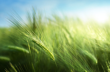 Wall Mural - barley field in sunset time