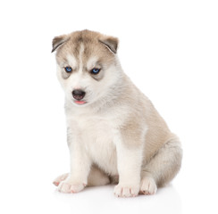 Aufkleber -  Siberian Husky puppy sitting in front. isolated on white backgr