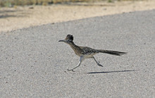A Greater Roadrunner (Geococcyx Californianus) Running Across A Road.  Shot In Tuscon, Arizona, United States Of America.