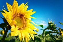 Beautiful And Perfect Sunflower And Blue Sky