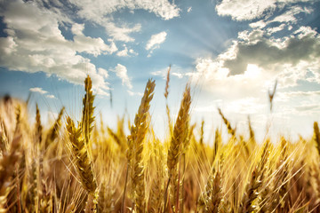Wall Mural - ripe ears of wheat under the blue sky