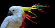 Leinwandbild Motiv Digital photo manipulation of a white parrot