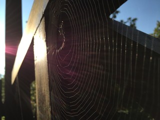 spider web