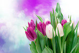 Fototapeta Tulipany - tulip flowers