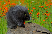 Cute Porcupine Sits On A Rock, Eating Orange Hawkweed.