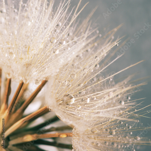 Obraz w ramie Close-up of dandelion with drops