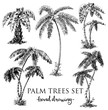 Detailed palm trees set