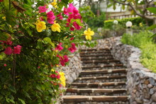 The Staircase In A Tropical Garden