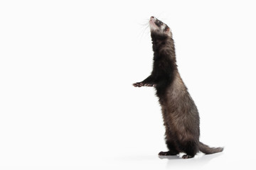 Animal. Old ferret on white background