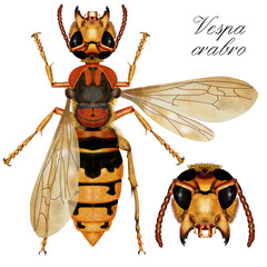 Sticker - wasp white background