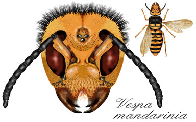 Sticker - wasp white background, portrait