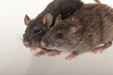 domestic rats closeup