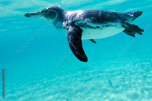 Obraz Dibond Pingwin Galapagos pływanie pod wodą. Galagapos, Ekwador