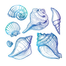 Vector Set With Sea Shell Isolated On White. Vector Illustration. Watercolor.