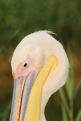 Wall Mural - great pelican portrait over green background