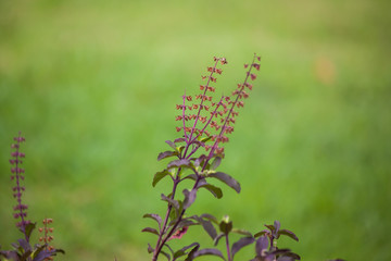 Wall Mural - sweet basil in garden