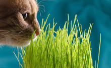 Cat Eats Grass.