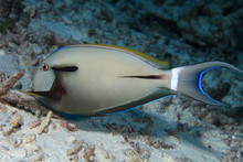 Epaulette Surgeonfish (Acanthurus Nigricauda) 