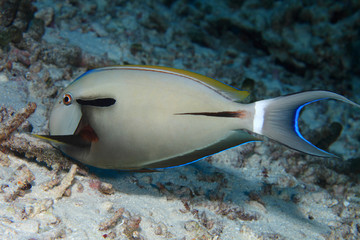 Wall Mural - Epaulette surgeonfish (Acanthurus nigricauda) 