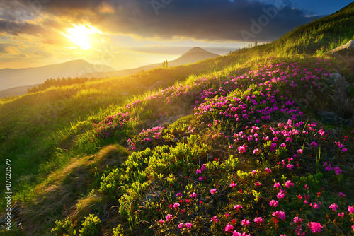 Naklejka - mata magnetyczna na lodówkę Rhododendron