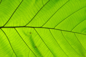 structure of leaf natural background