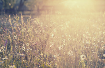 Summer meadow full with daisies after rain