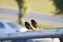 Two Crested Myna,Acridotheres Cristatellus