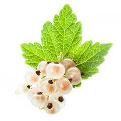 White currant isolated