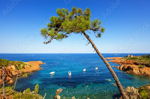 Fotografie, Obraz Esterel, strom, skály plážové pobřeží a moře. Cote Azur, Provence